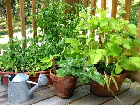 Basics of Gardening